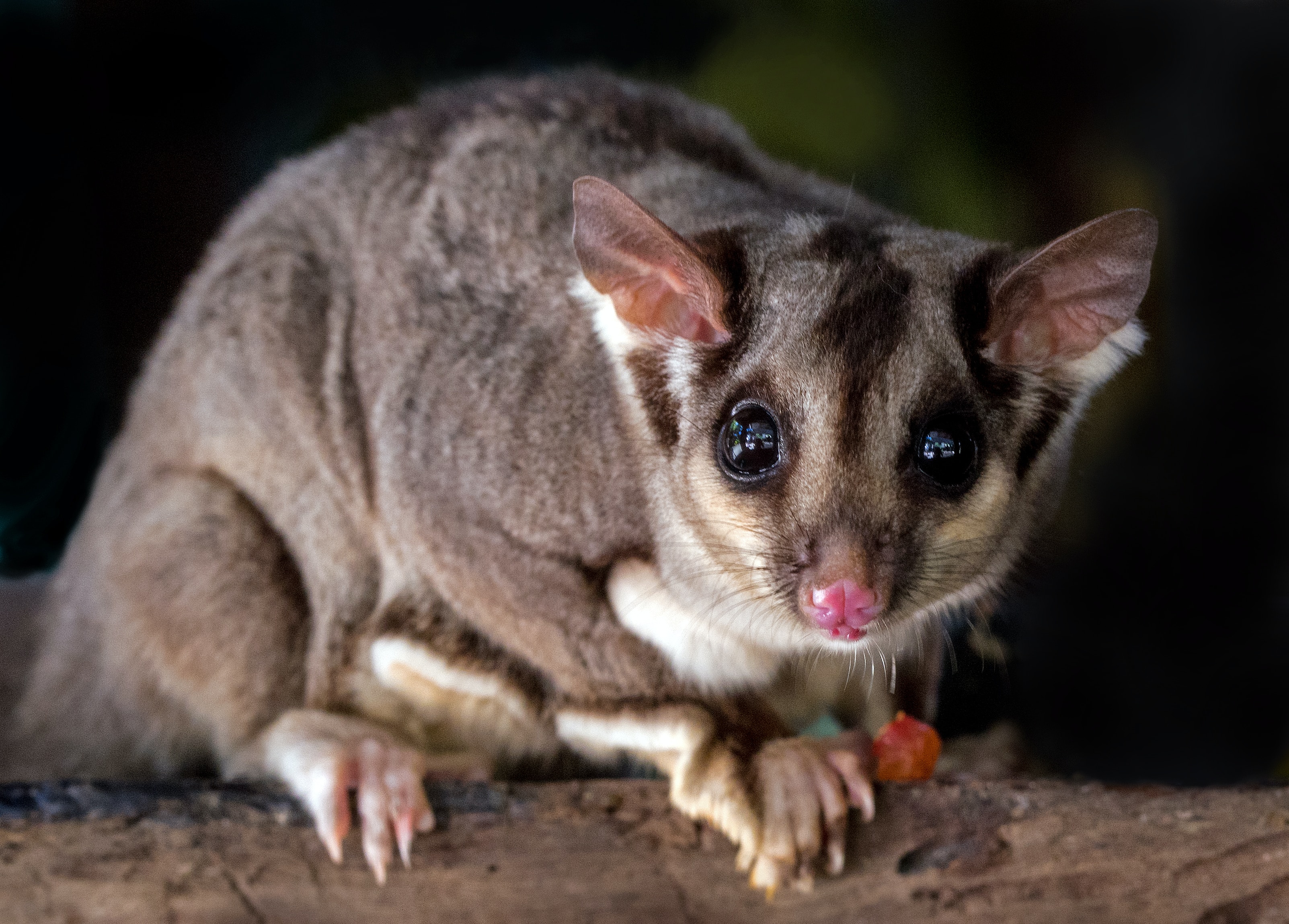 Sugar glider perched on a tree branch.